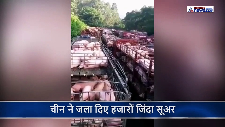 कोरोना वायरस से बचने के लिए जला दिए हजारों जानवर, सामने आई वायरल वीडियो की हकीकत