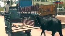 In a heartwarming spectacle, a cow follows the vehicle carrying her injured calf to hospital in Haveri