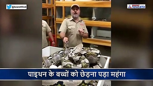 खतरनाक सांप के पेट के बीच से चुराने चला था अंडा, छलांग लगाकर मां ने कर दिया ऐसा हाल