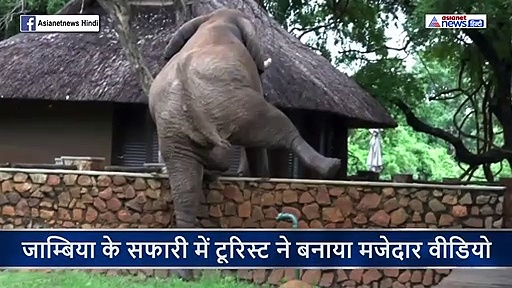 अचानक हवा में उछल गया विशाल हाथी, देखने वालों ने कहा, भूकंप आ जाएगा