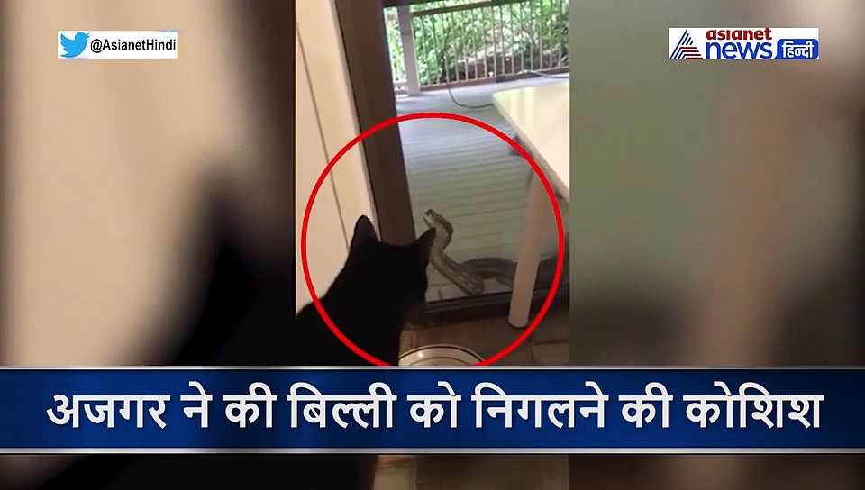 बिल्ली को निगलने के लिए अजगर ने खोला मुंह और छा गई मायूसी