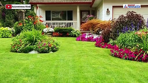 दुर्भाग्य का सूचक भी है तुलसी का पौधा...जान लें ये महत्वपूर्ण बातें