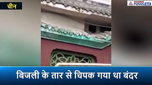 बिजली के झटकों से मरने वाला था बंदर, तभी दौड़कर आया भाई और यूं बचा ली जान