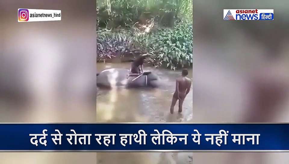 महावत ने हाथी पर बरसाए डंडे