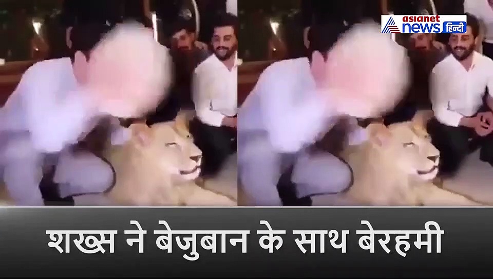 दोस्तों के साथ मना रहा था शेर का जन्मदिन, क्रूर मालिक ने मुंह पर दे मारा केक