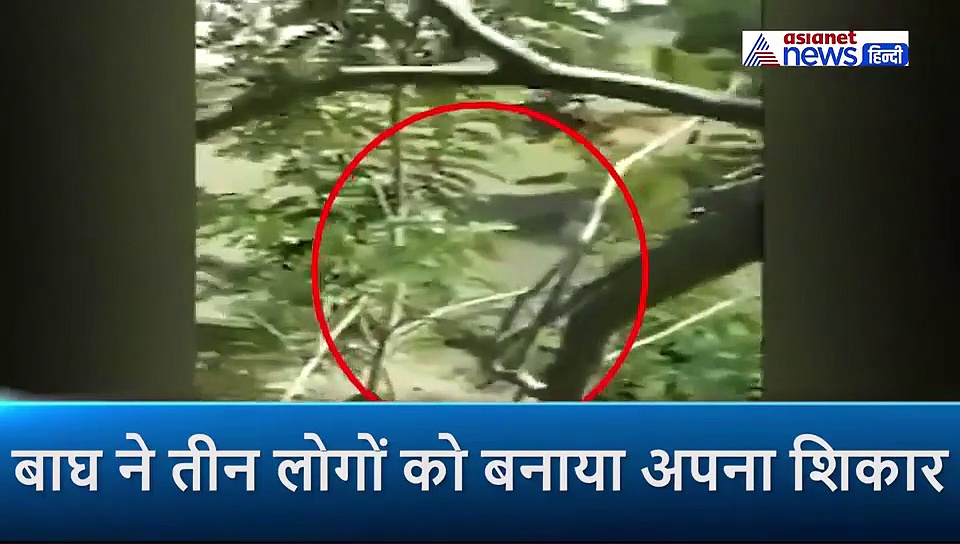 चीथड़े उड़ाने के लिए बेताब बाघ ने तीन लोगों को बनाया निशाना