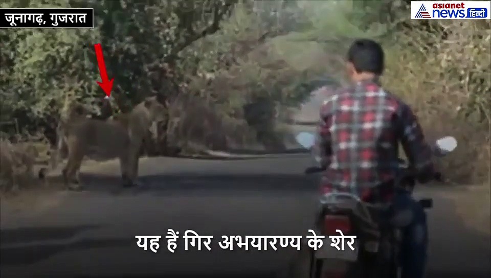 आदमी और शेरों का एक ही रास्ता, लेकिन न किसी से डर और न किसी से कोई वास्ता