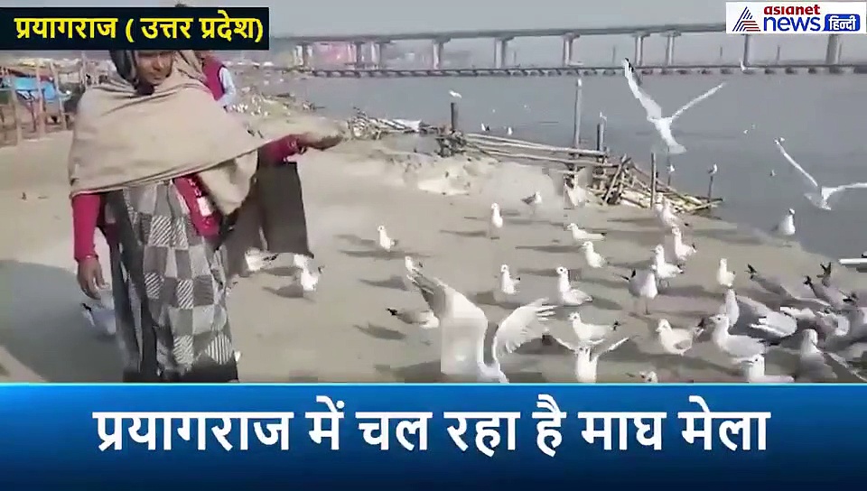 इन विदेशी 'मेहमानों' को खूब भा रहा है संगम का किनारा, श्रद्धालुओं के हाथ और सिर पर बैठकर खाते हैं खाना