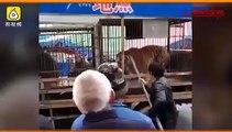 Horrifying video: Man tries to feed tiger with bare hands, gets his finger ripped apart