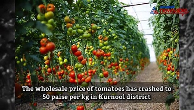 Andhra Pradesh: Farmers in tears as tomato prices plunge to 50 paise a kg