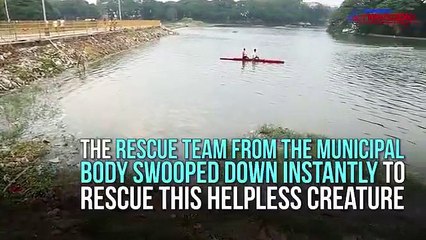 After fish kill, it’s turtle kill in Bengaluru