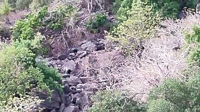 वन्यजीव गणना में यहां दिखे पांच पैंथर, हमारे जंगलों से सुखद संकेत