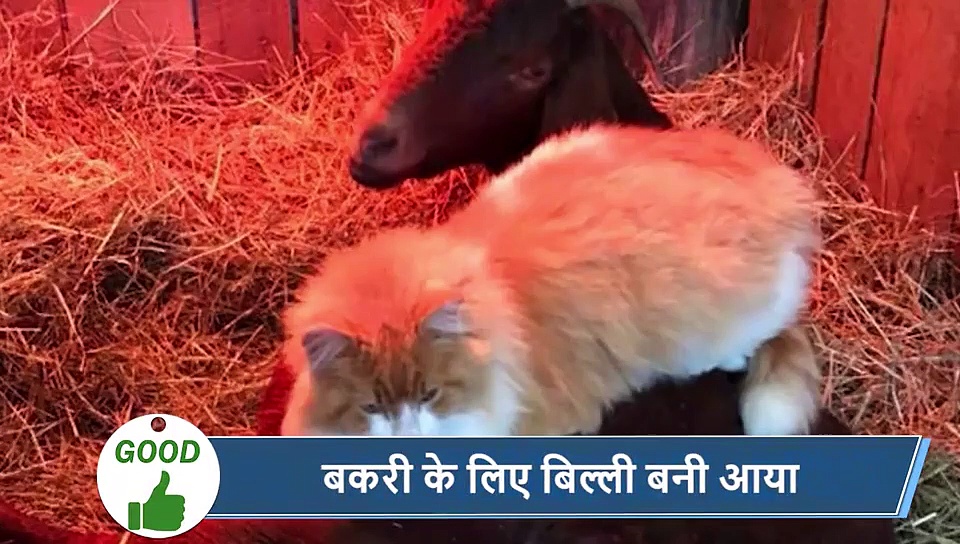 5 वायरल खबरें: सरेआम एयरपोर्ट पर शख्स ने किया पेशाब, देखते ही भड़क गए लोग