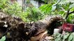 tn7-Árbol de gran tamaño cayó sobre vivienda en Desamparados-170522