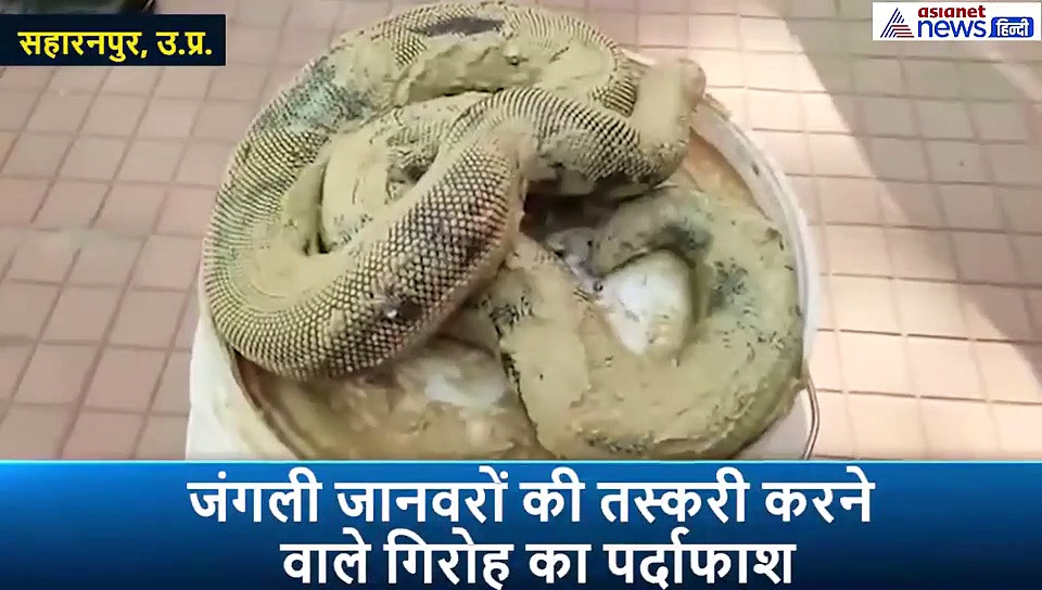 40 लाख में होने जा रहा था अनोखे सांप का सौदा, ऐन मौके पर आ धमकी पुलिस