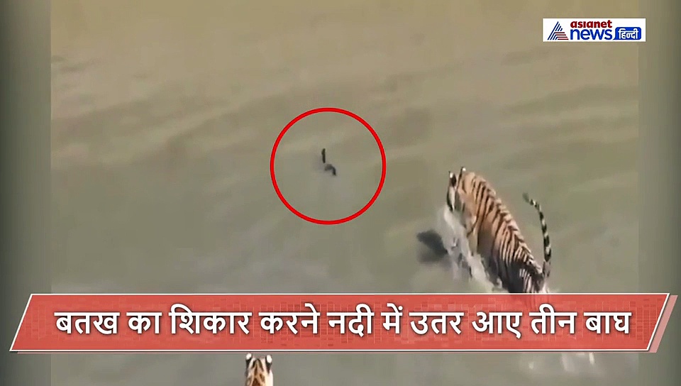 एक शिकार को देखकर झपट पड़े तीन टाइगर, फिर जो हुआ वो चौंकाने वाला था