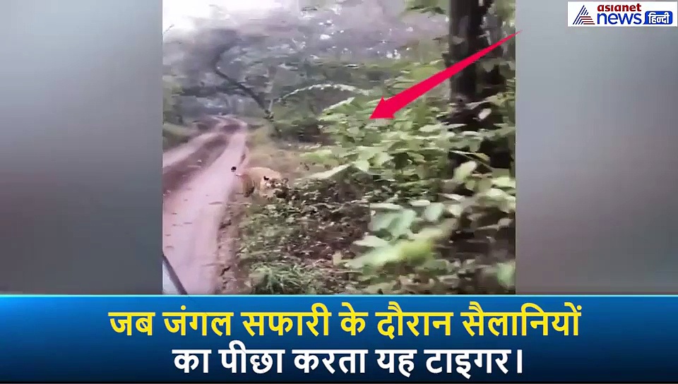 जब खुली जीप में बैठे सैलानियों के पीछे दौड़ी बाघिन तो क्या हाल हुआ, तो देखिए कैसा था वो सीन
