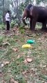 Baahubali elephant stunt goes wrong for Kerala youth on FB Live