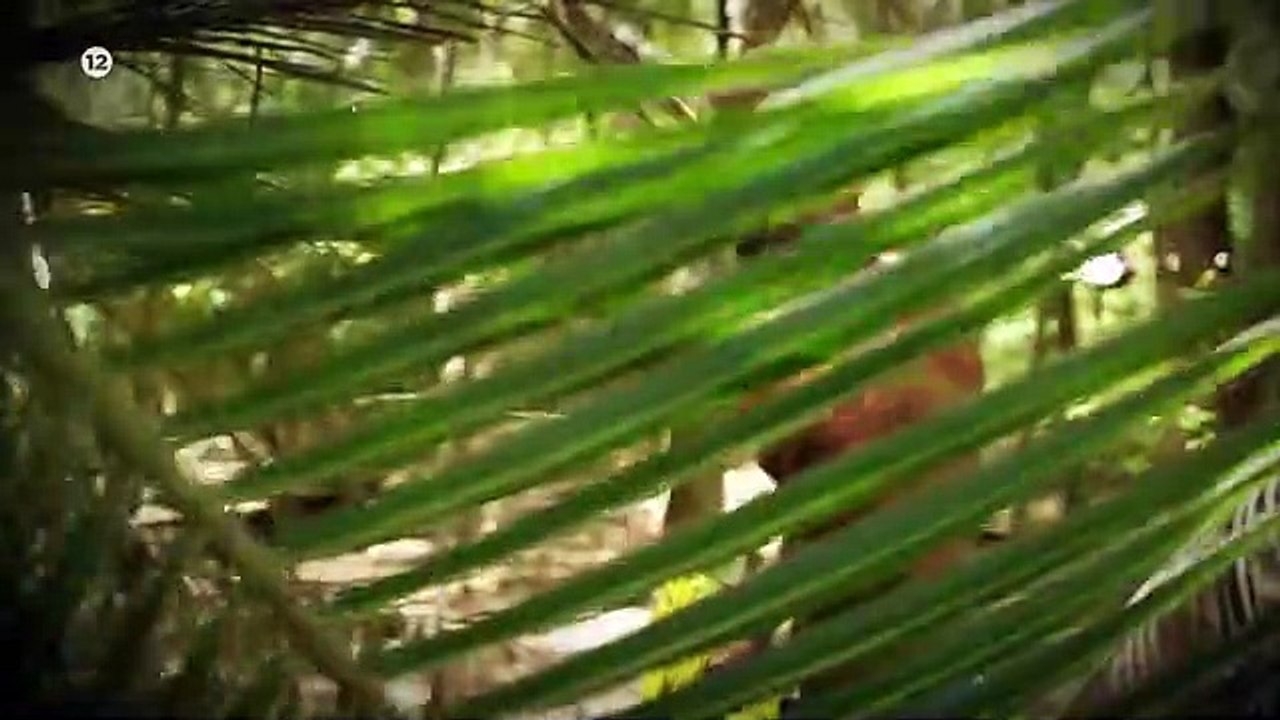 Survivor trailer 18/5