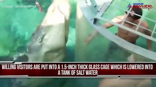 This 'cage of death' allows you to chill with crocodiles