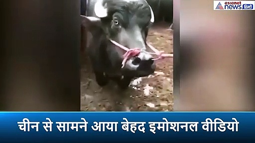 बूचड़खाने में कटने से पहले गर्भवती भैंस की आंख में आए आंसू, कसाई ने किया जबरदस्त काम