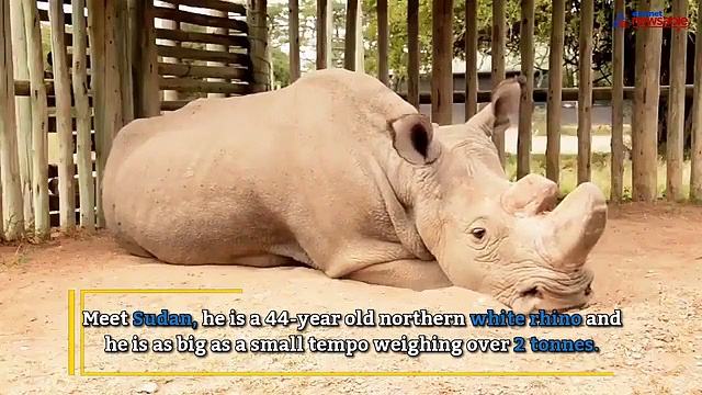 Meet Sudan the last male Northern White Rhino, waiting to go extinct
