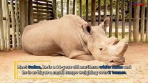 Meet Sudan, the last male Northern White Rhino, waiting to go extinct