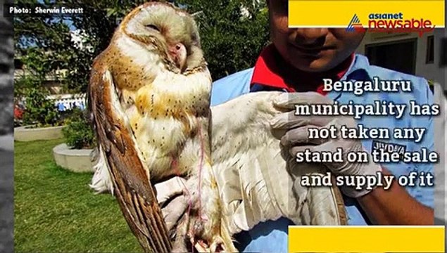 The lives of Bengaluru's birds hang by a thread, quite literally