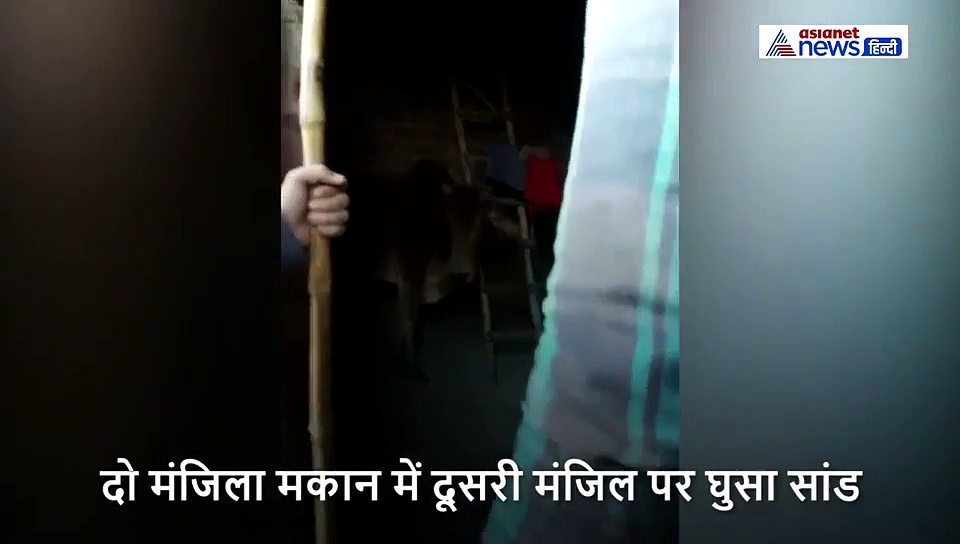 मौसम का लुत्फ लेने दूसरी मंजिल पर जा पहुंचा सांड, उतारने में लोगों के छूटे पसीने