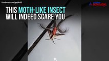 This crawly insect will give you the creeps