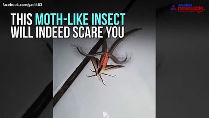 This crawly insect will give you the creeps