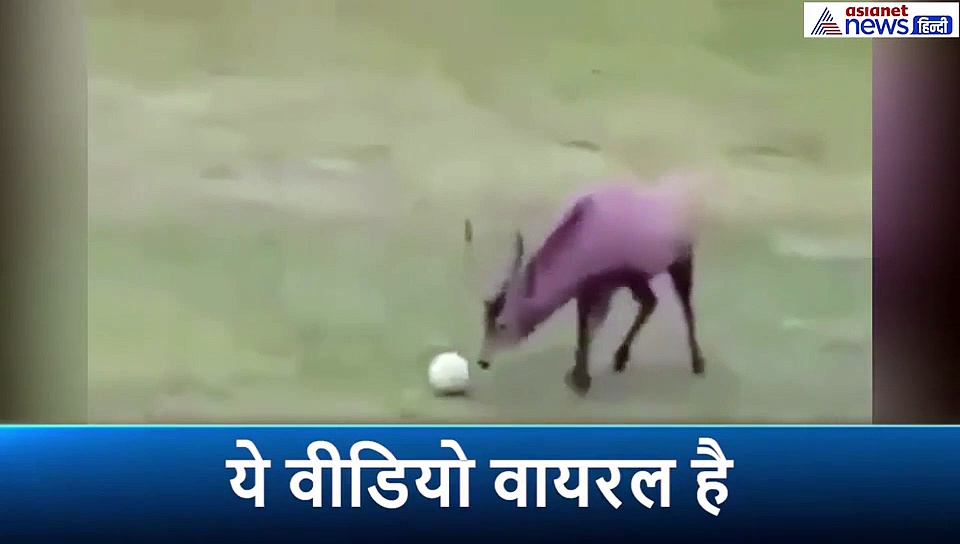 पार्क में फुटबॉल खेलते हुए हिरण का वीडियो वायरल