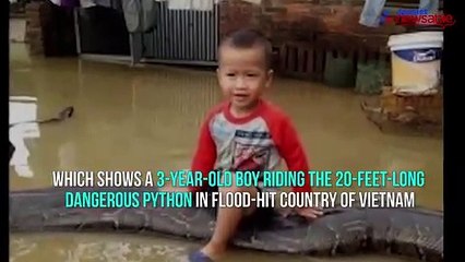 Video of 3-year-old riding 20-feet-long python will terrify you!