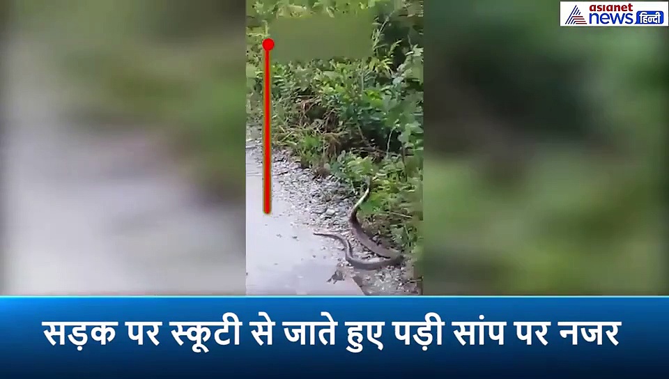 स्कूटी से जाते हुए दिख गया नाग, तो शख्स ने हंसिए से 1 सेकंड में उड़ा दिया गला