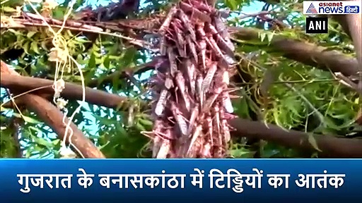 पाकिस्तान आये टिड्डी दल से परेशान किसान, चौपट कर दी फसल, सीएम ने बुलाई बैठक