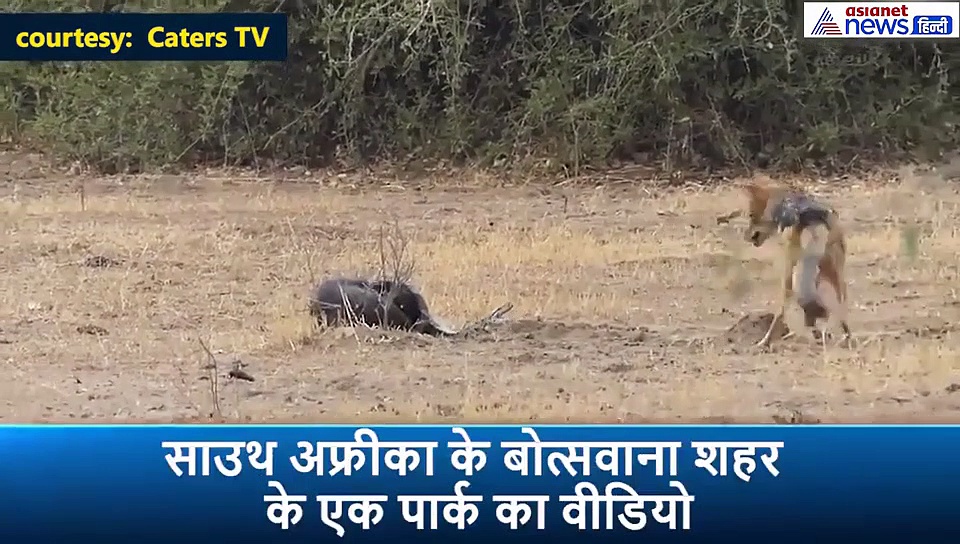 शॉकिंग: अजगर का शिकार करने इन जानवरों में हुई जबर्दस्त फाइट