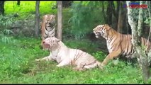Is this the protection given to endangered White Bengal tigers in Bengaluru's Bannerghatta National Park?
