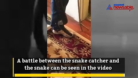 Looks like  snakes have found a new abode in 'commodes'