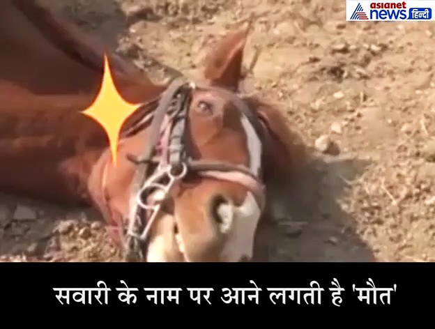 काम के नाम पर आने लगती है इस घोड़े को 'मौत', एक नंबर का है कामचोर