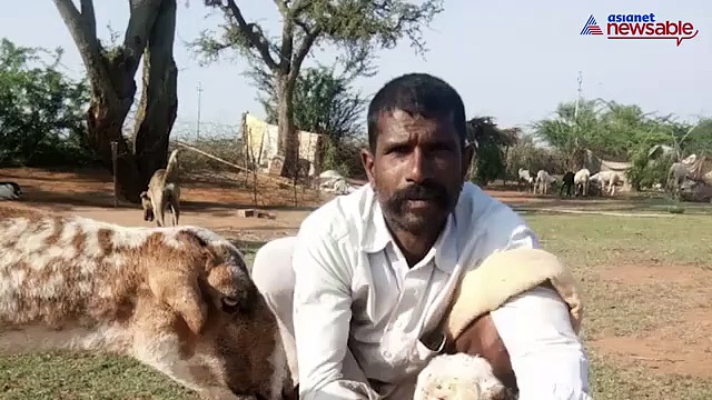 Karnataka: Sheep gives birth to two-headed lamb in farm (Video)