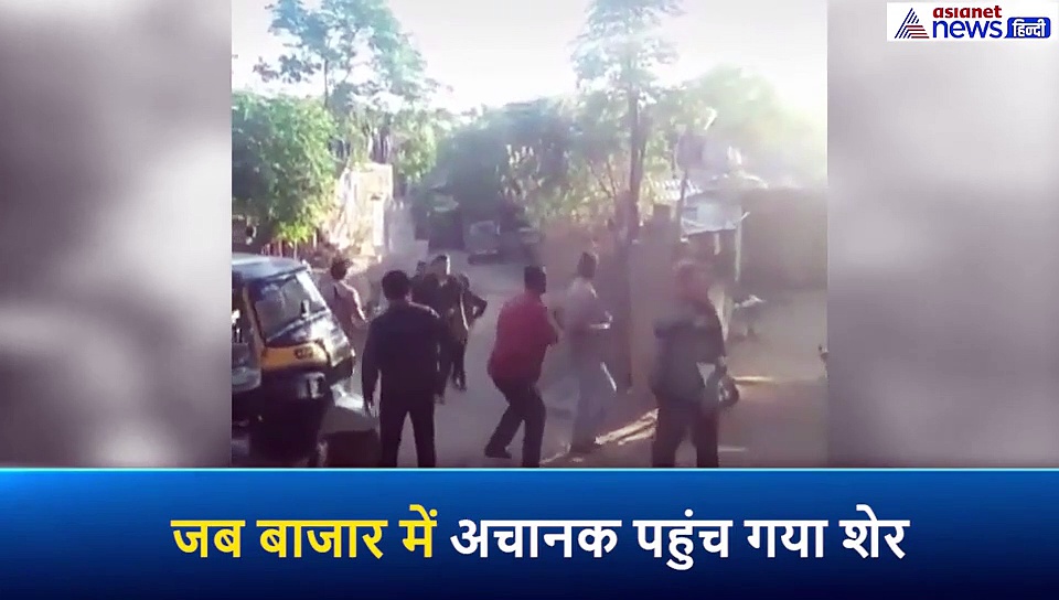 Video: बाजार में अचानक घुस आया शेर, मची अफरातफरी, जान बचाने इधर-उधर भागे लोग