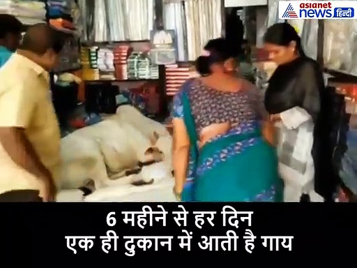 कपड़ों की दुकान पर हर दिन आती है यह गाय, दुकानदार ने बताई इसके पीछे की खास वजह