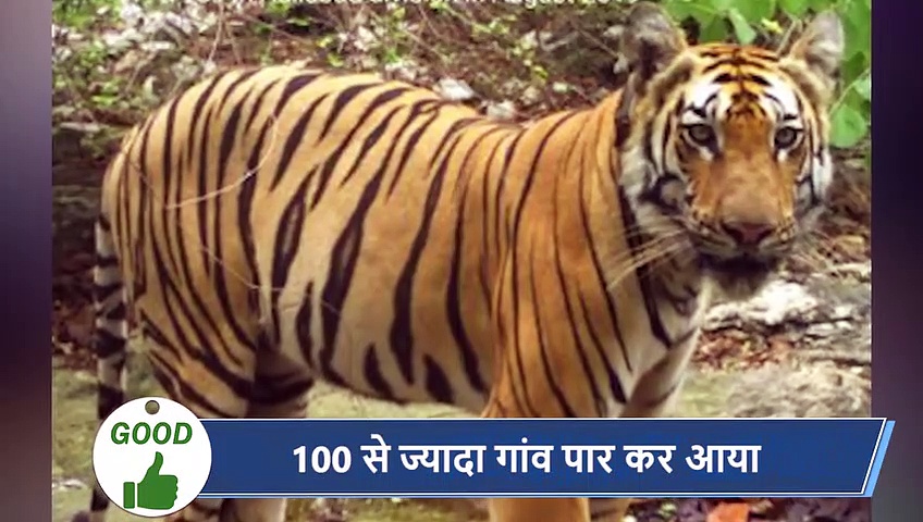 5 वायरल खबरें: हत्यारिन बन बैठी बिल्ली, सोती बच्ची का घोंट दिया दम