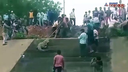 crocodile that made its entry into the land