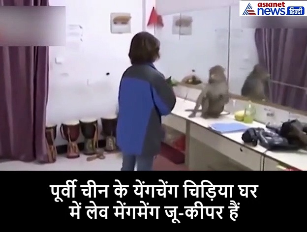 बंदर के हाथ लगा लड़की का मोबाइल, बिना समय गंवाए उसने जमकर की शॉपिंग