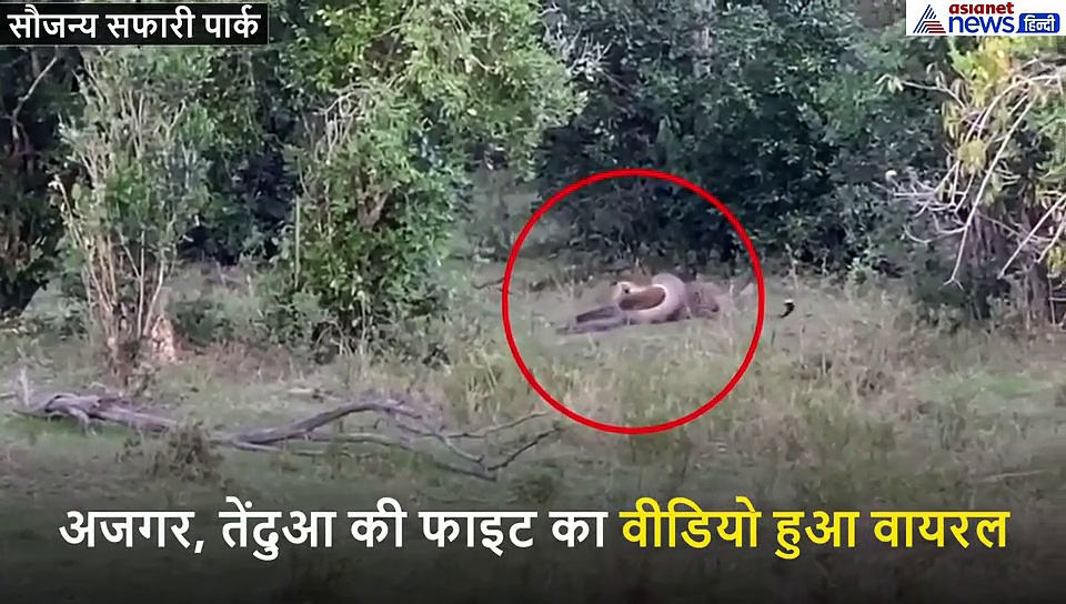 चीता और अजगर का आमना सामना, कुछ मिनट तक भीषण युद्ध और फिर...