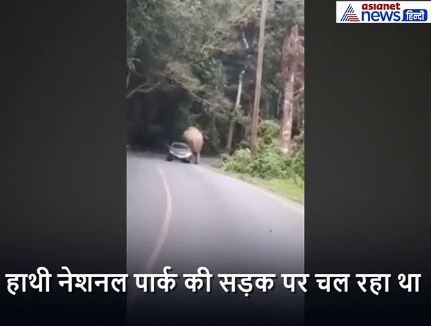 जब चलती कार पर बैठे गजराज!