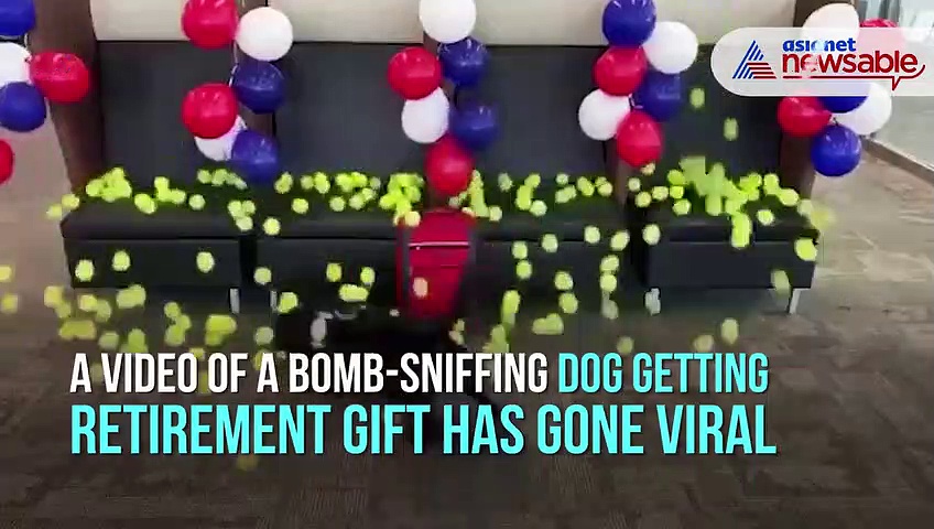 Watch: Bomb-sniffing dog gets best retirement gift