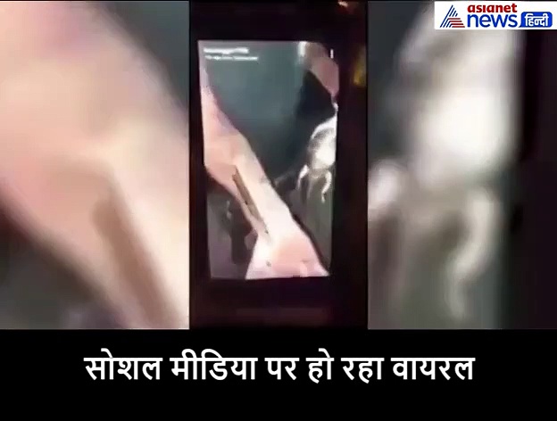 नशे में पिलाई मगरमच्छ को शराब, फिर...