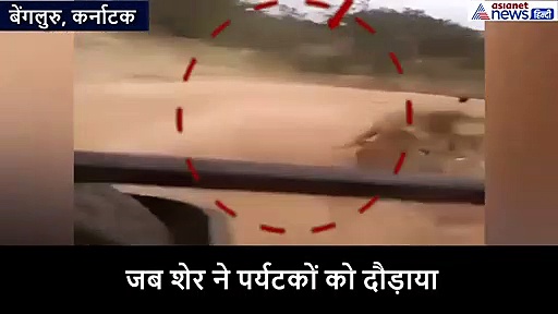 जब बब्बर शेर को आया पर्यटकों पर गुस्सा, दहाड़ते हुए पड़ गया पीछे